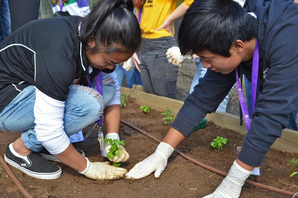Two students with gloves on planting herbs in soil.